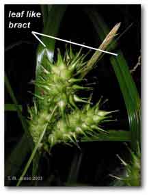 leaflike_bract_carex