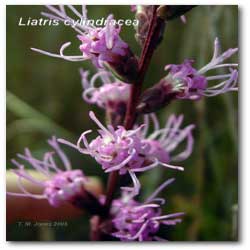 liatris_cylindrica