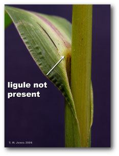 ligule_absent