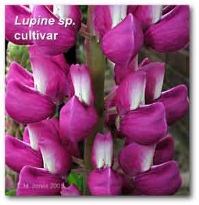 lupine