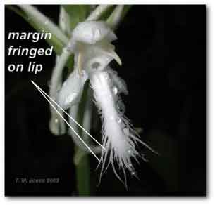 platatanthera_margin