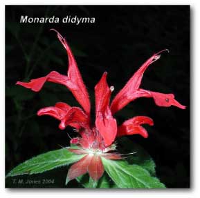 monarda