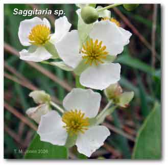 saggiatria_inflorescence