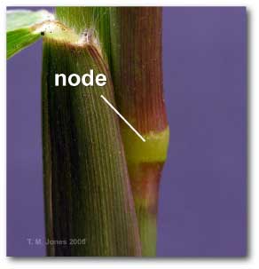 node_grass
