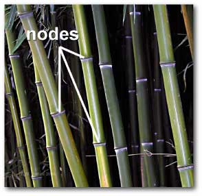 nodes_bamboo