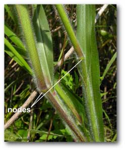 nodes_culm_panicum