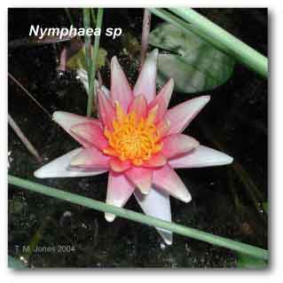 nymphaea