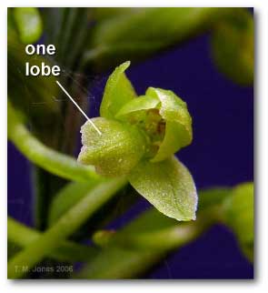 lobe_platanthera