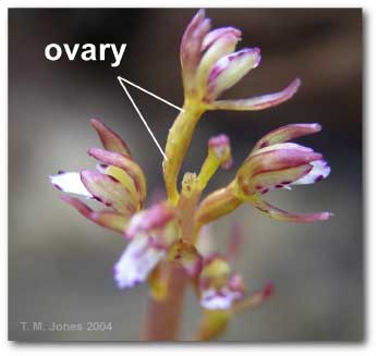 ovary_corralorhiza