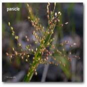 panicle_dicanthelium