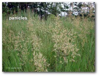 panicle_grass