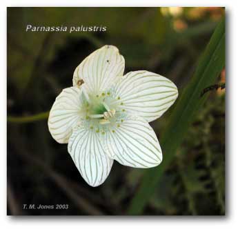 parnassia