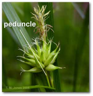 peduncle_carex