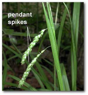 pendant_spikes_carex