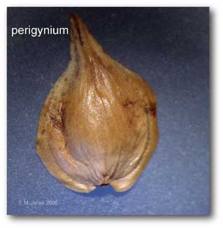 perigynia_planoconvex