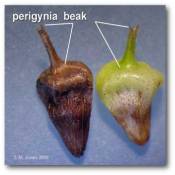 perigynia_beak