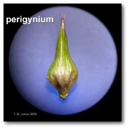 perigynia