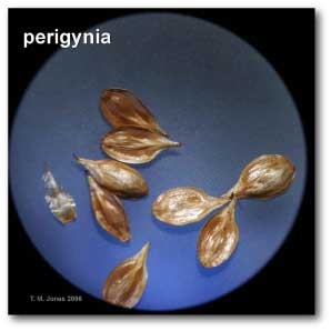 perigynium