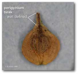 perigynia_beak_well_defined