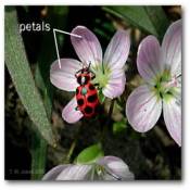 petals_claytonia