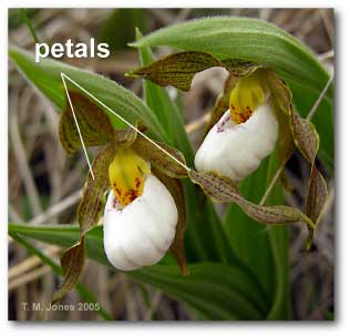 petals_cypripedium