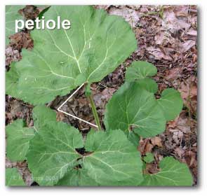 petiole_petasites