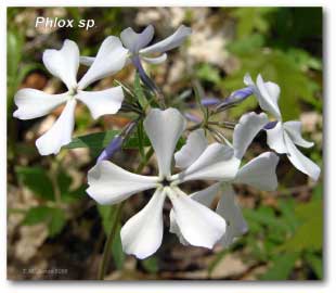 phlox