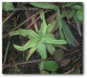 sticky_trap_pinguicula