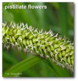 pistillate_spike