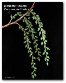 populus_deltoides_pistillate