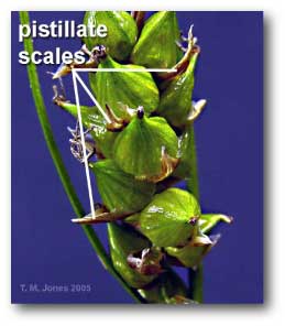 pistillate_scales_carex