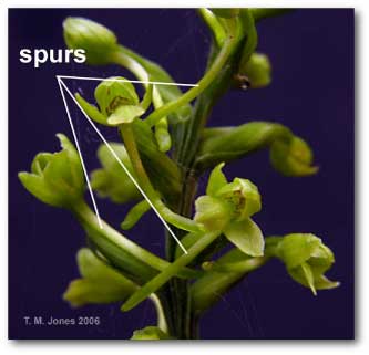 spur_platanthera