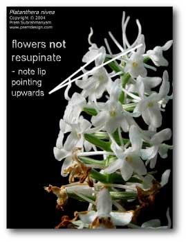 platanthera_nivea_not_resupinate