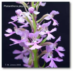 platanthera