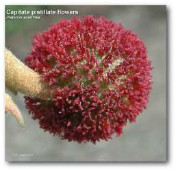 capitate_inflorescence_platanus