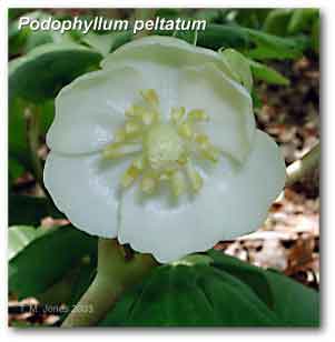 podophyllum