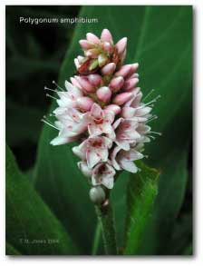 polygonum