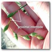 proximal_internode_carex
