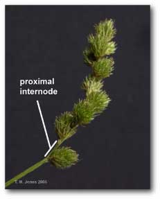 proximal_internode_inflor_carex