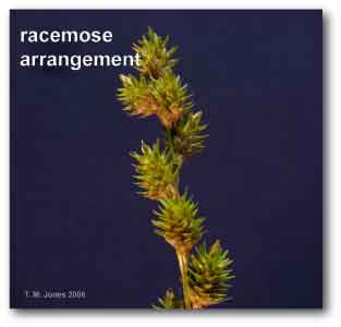 racemose_carex_sparganoides