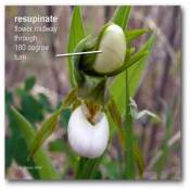 resupinate_cypripedium