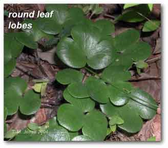 rounded_leaves_hepatica