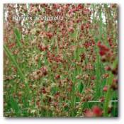 rumex-acetosella