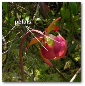 petals_sarracenia