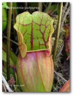 sarracenia_trap