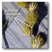 internode_inflorescence_carex