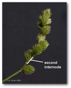 internode_inflorescence_carex