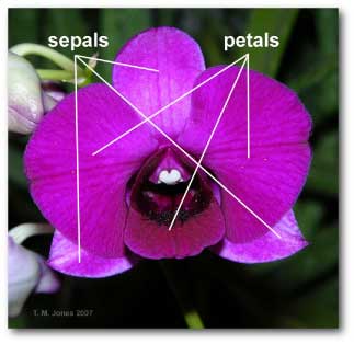 sepals_petals