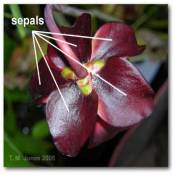 sepals_sarracenia