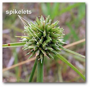 spikelet